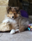 tata sheltie k adopci