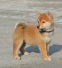 Shiba Inu tata na prodej