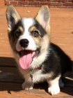 tata Pembroke Welsh Corgi