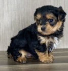 TTKO YORKIPOO