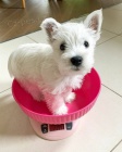 tata West Highland White Terriers