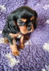 Kavalr king charles spaniel ttko s PP