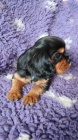 Kavalr king charles spaniel ttko s PP