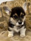 Welsh Corgi Pembroke s PP