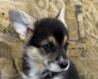 Welsh Corgi Pembroke s PP