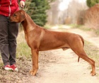 Anima Animal - Rhodsk ridgeback