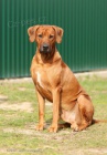 Anima Animal - Rhodsk ridgeback