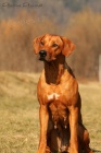 Anima Animal - Rhodsk ridgeback