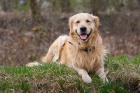 Golden retriever bez PP ke kryt