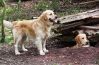 Golden retriever bez PP ke kryt