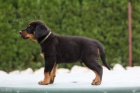 Beauceron-tata s PP vyjmen kryt