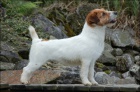 Chesapeake bay retrvr a Jack Russell terir