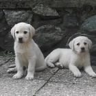 Labradorsk retriever s PP