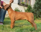 Rhodsk ridgeback ttka s PP