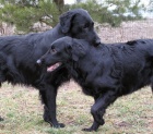 Flat Coated Retriever-pjem zznamu na ttka