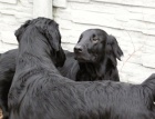 Flat Coated Retriever-pjem zznamu na ttka