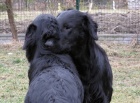 Flat Coated Retriever-pjem zznamu na ttka