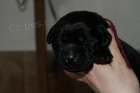 Labradorsk retriever-ern a okoldov tntka s PP