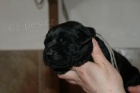 Labradorsk retriever-ern a okoldov tntka s PP