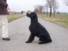 FLAT COATED RETRIEVER - PEJSEK S PP