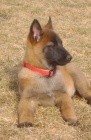 Belgick ovk malinois- tata s PP