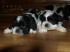 krsn tntka shih tzu