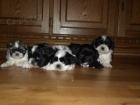 krsn tntka shih tzu