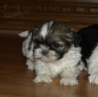 krsn tntka shih tzu