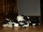 krsn tntka shih tzu