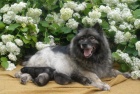 Vl pic / keeshond