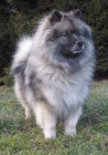 Vl pic / keeshond