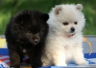 nmeck pic trpasli, pomeranian, mal, stedn