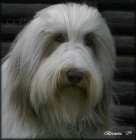 Bearded collie - ttka s PP