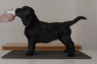 fena flat coated retriever