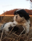 krsn tntka shih tzu