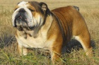 JCh 2xCh SR Diesel Cassy dog