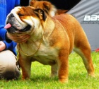 Jch 2x Ch SR DIESEL Cassy dog