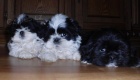 krsn tntka shih tzu