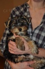 Jorkrsk terir/Yorkshire terrier - fenka