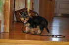 Jorkrsk terir/Yorkshire terrier - fenka