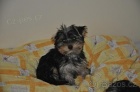 Jorkrsk terir/Yorkshire terrier - fenka