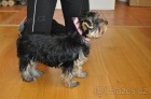 Jorkrsk terir/Yorkshire terrier - fenka