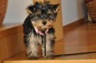 Jorkrsk terir/Yorkshire terrier - fenka