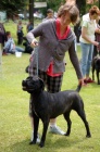 Cane corso tata s PP