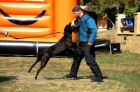 Cane corso tata s PP