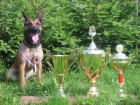 KRYT - Belgick ovk Malinois s PP