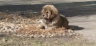 Tibetsk doga, tata