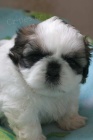 SHIH TZU ttka