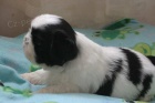 SHIH TZU ttka