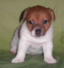 Jack Russel Terrier s PP